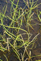 Equisetum fluviatile