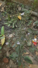 Haplanthodes tentaculatus