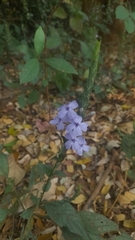 Eranthemum