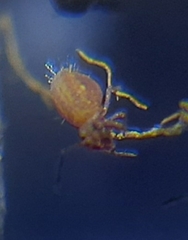 Dicyrtomina ornata