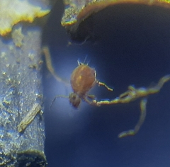 Dicyrtomina ornata