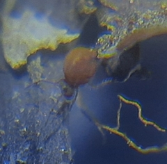 Dicyrtomina ornata