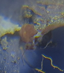 Dicyrtomina ornata