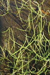 Equisetum fluviatile