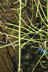 Equisetum fluviatile