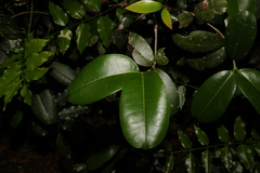 Baloghia inophylla