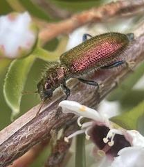 Clerinae