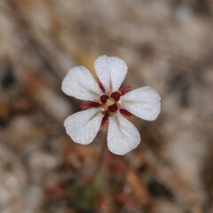 Drosera patens