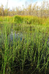 Equisetum fluviatile