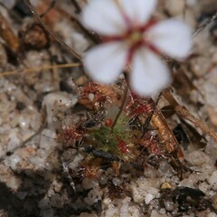 Drosera patens