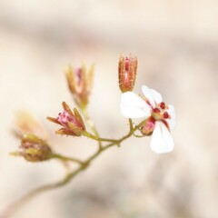 Drosera patens