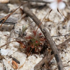 Drosera patens