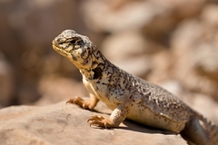 Uromastyx benti