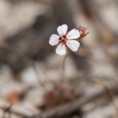 Drosera patens