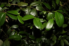 Baloghia inophylla