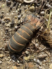 Sagmariasus verreauxi