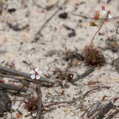 Drosera patens