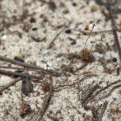 Drosera patens