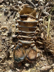 Sagmariasus verreauxi