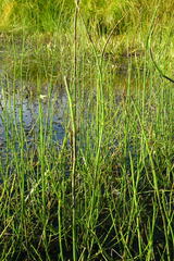 Equisetum fluviatile