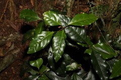 Actephila mooreana