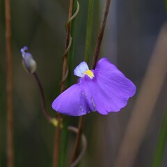 Utricularia volubilis