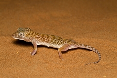Stenodactylus doriae