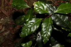 Actephila mooreana