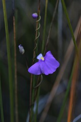 Utricularia volubilis