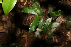Melodinus australis
