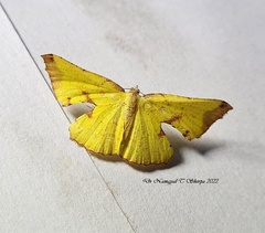 Corymica pryeri