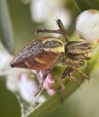 Oxyopes amoenus