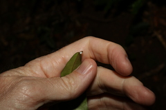 Melodinus australis