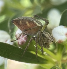 Oxyopes amoenus