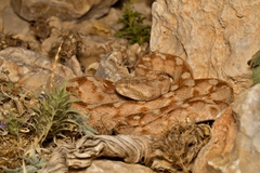 Echis coloratus