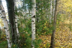 Betula pendula