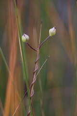 Utricularia volubilis