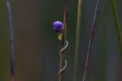 Utricularia volubilis