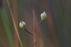 Utricularia volubilis