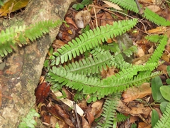Adiantum caudatum