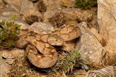 Echis coloratus