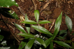 Acronychia suberosa