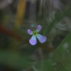 Stylidium inundatum