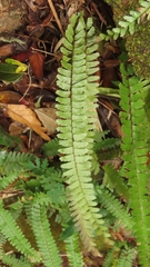 Adiantum caudatum