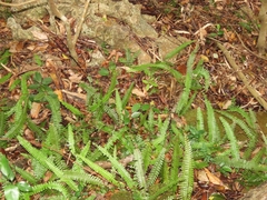 Adiantum caudatum
