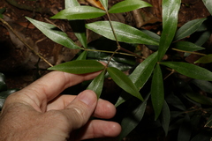 Acronychia suberosa
