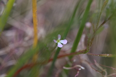 Stylidium inundatum