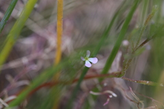 Stylidium inundatum
