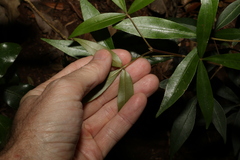 Acronychia suberosa