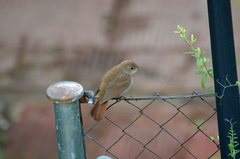 Luscinia megarhynchos